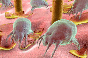 are-dust-mites-in-your-pillows-what-to-know-about-pillow.png