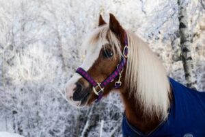 Importance-of-Horse-Blanket-Care_1200x1200.jpg