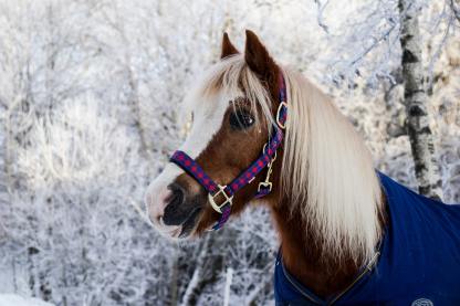 Importance-of-Horse-Blanket-Care_1200x1200.jpg