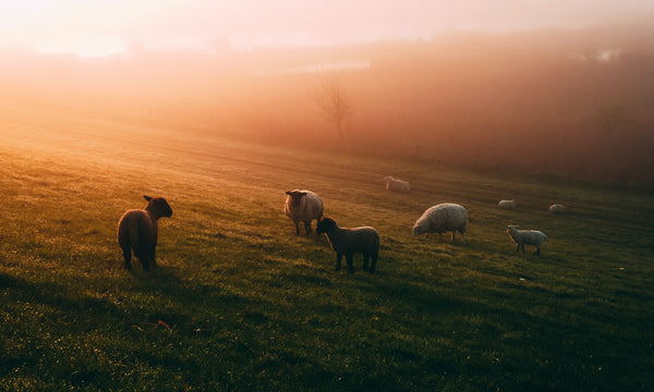 pexels-matthis-volquardsen-2291039_grande.jpg
