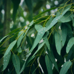 Searching for Softer Sheets? Why Eucalyptus Is the Secret to Luxurious, – Moral Bedding