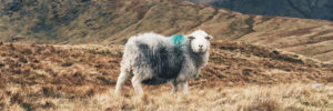 sheep_1200x400_grande.jpg