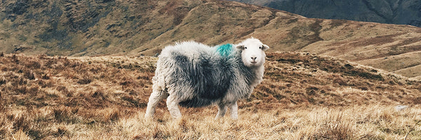 sheep_1200x400_grande.jpg