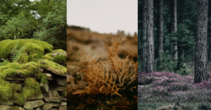 autumn_colour_trends_5f2e0f35-f631-4fdb-a9c0-12ae54dc0a3f_1200x1200.png